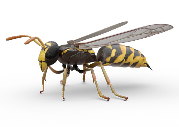 wasp