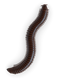 Millipede Top View